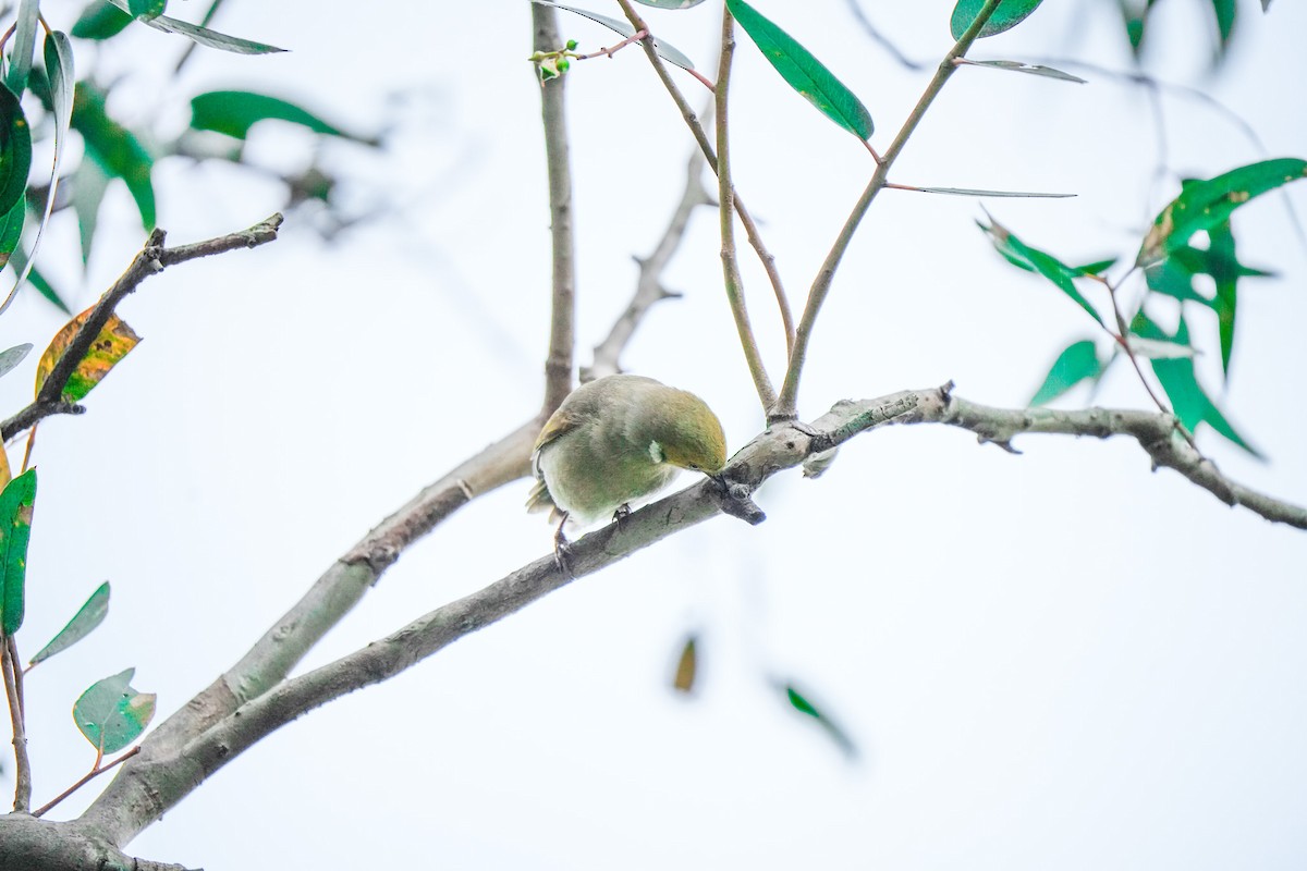 White-plumed Honeyeater - ML644203906