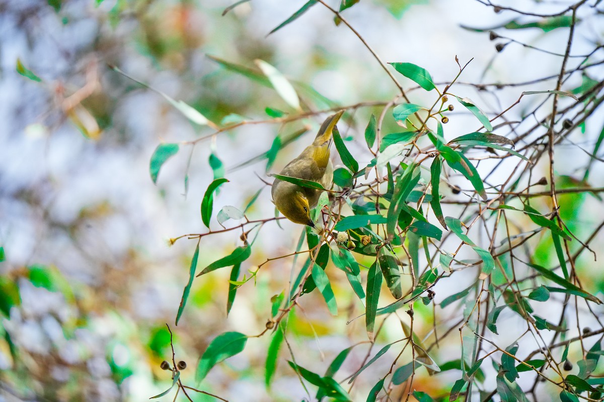 White-plumed Honeyeater - ML644203907