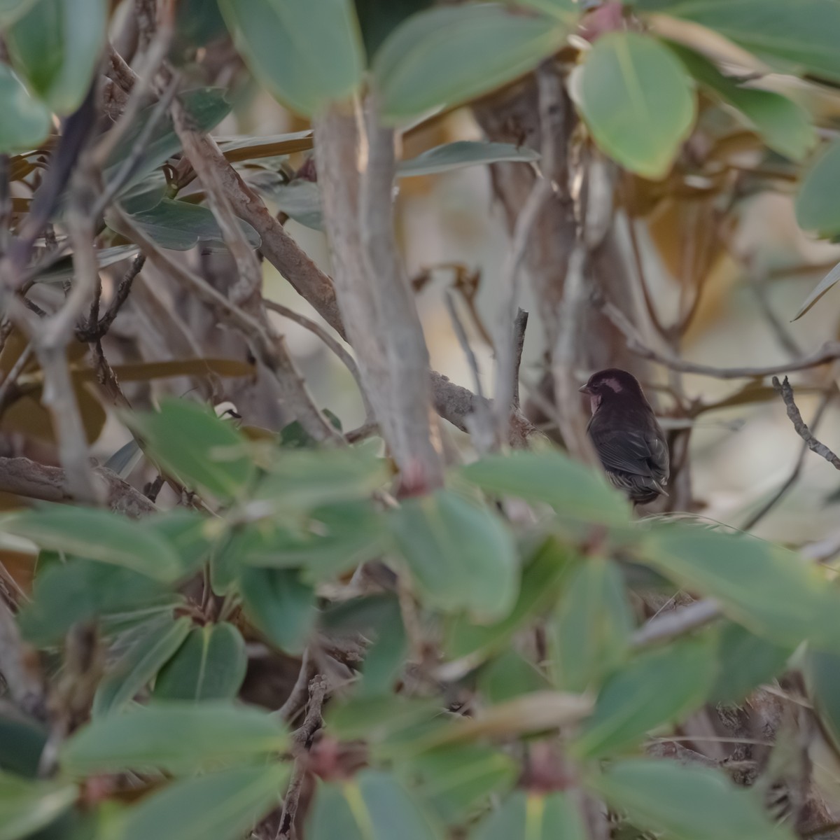Dark-breasted Rosefinch - ML644203915