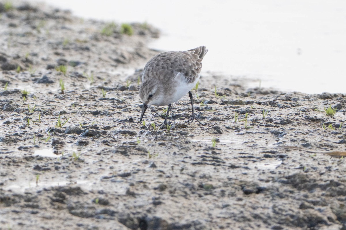 Bécasseau minute - ML644203924