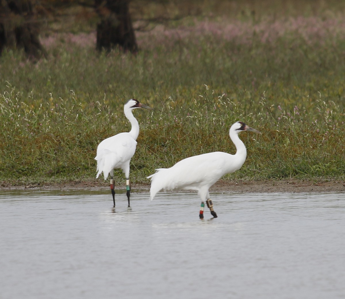 Kurrilo zuria - ML644203944