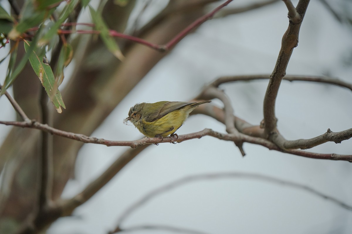 コバシムシクイ - ML644203971