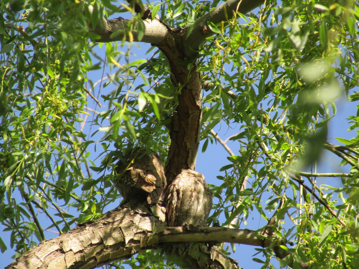 Eurasian Scops-Owl - ML644203982
