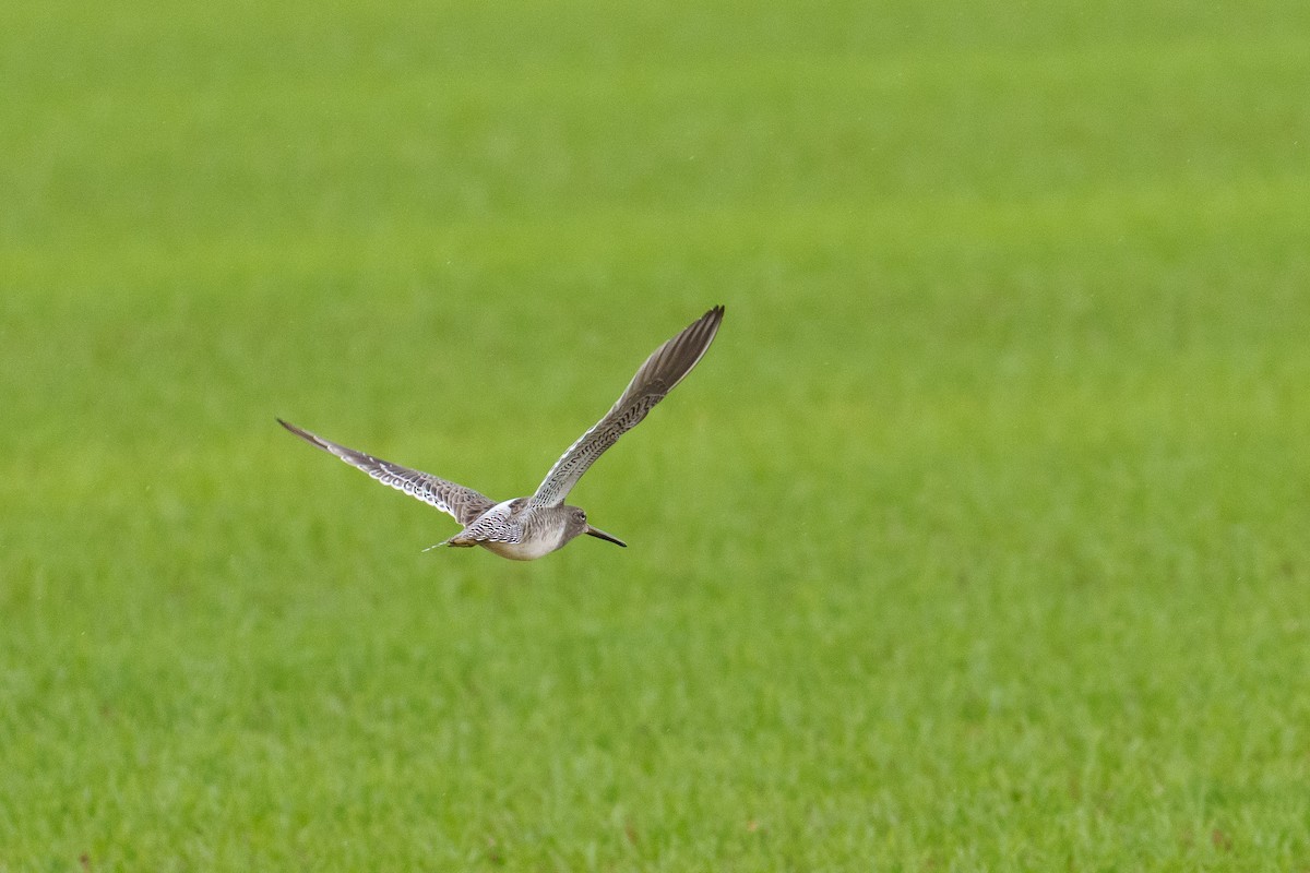 langnebbekkasinsnipe - ML644204006