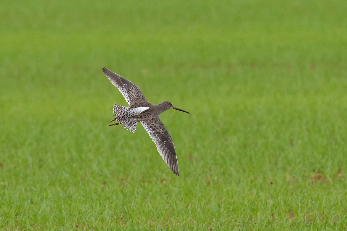 langnebbekkasinsnipe - ML644204007