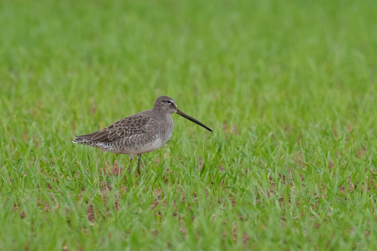 langnebbekkasinsnipe - ML644204008