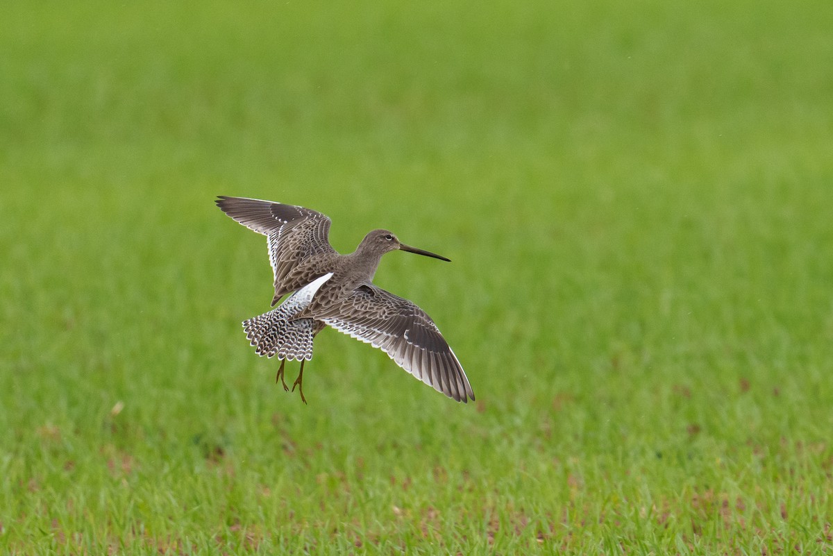 langnebbekkasinsnipe - ML644204009