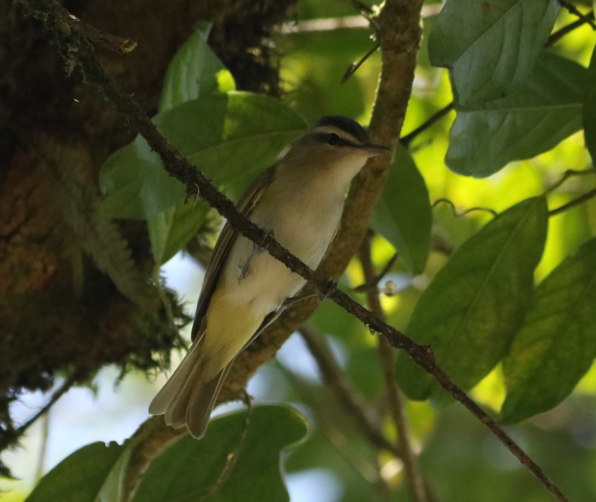 brunøyevireo - ML644204012