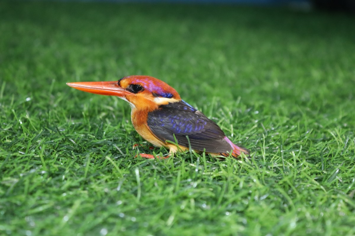 Black-backed Dwarf-Kingfisher - ML644204016
