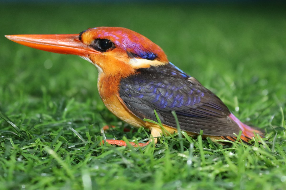 Black-backed Dwarf-Kingfisher - ML644204017