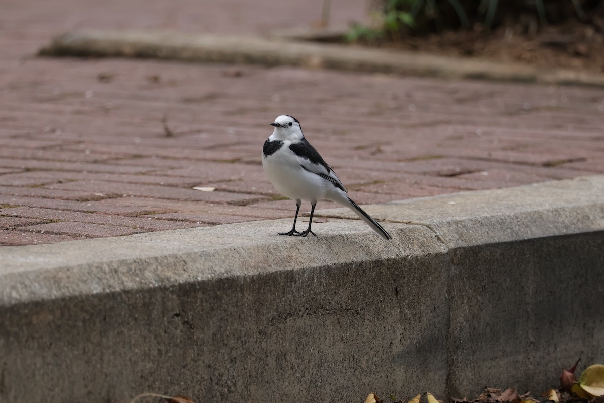 linerle (leucopsis) - ML644204024
