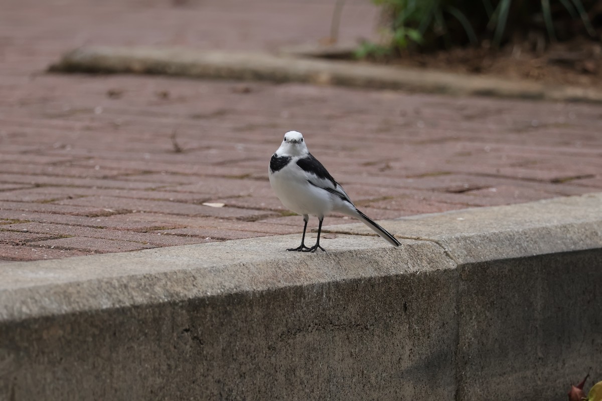linerle (leucopsis) - ML644204025