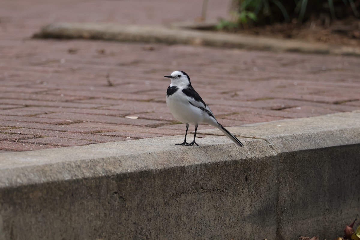 linerle (leucopsis) - ML644204026
