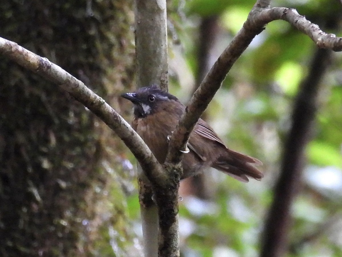 Gray-throated Babbler - ML644204031