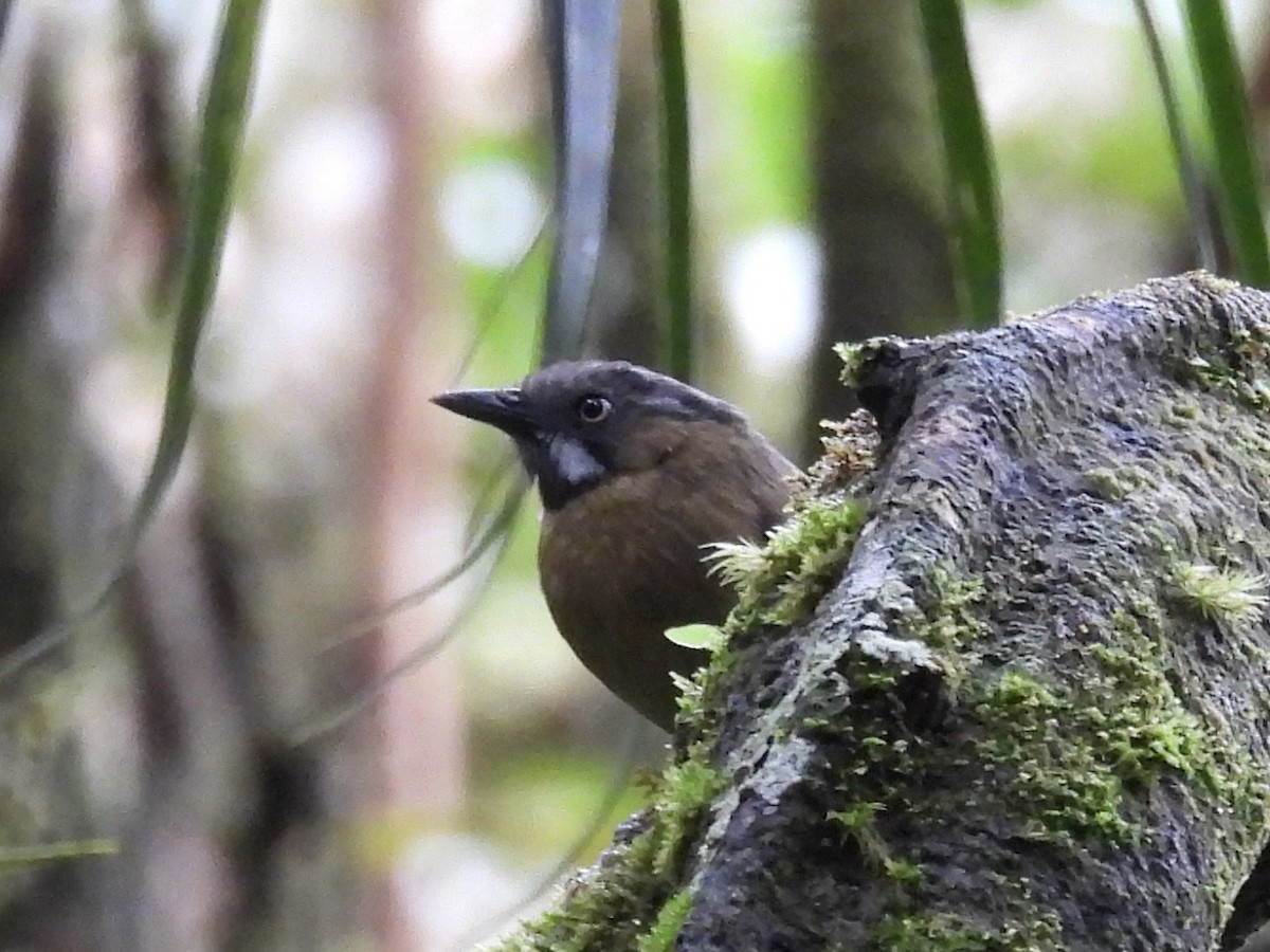Gray-throated Babbler - ML644204032