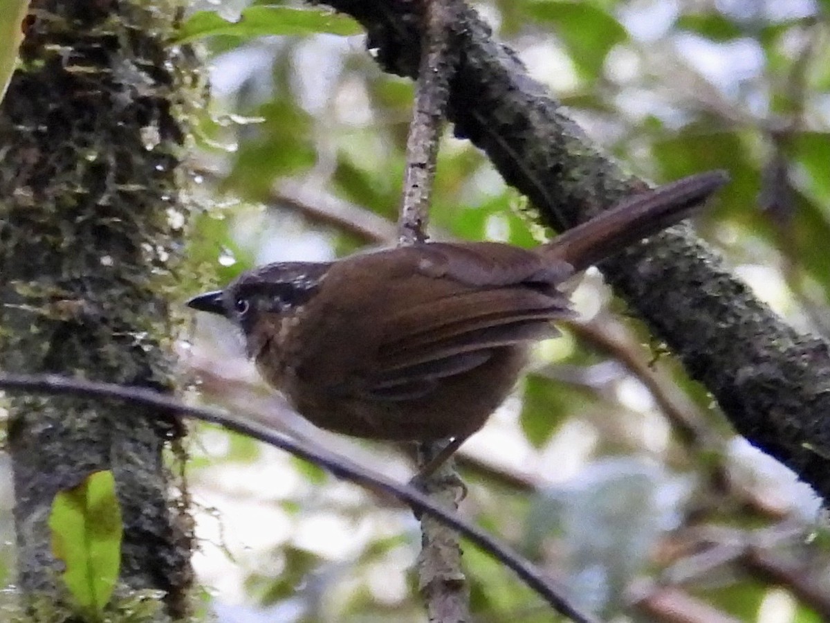 Gray-throated Babbler - ML644204033