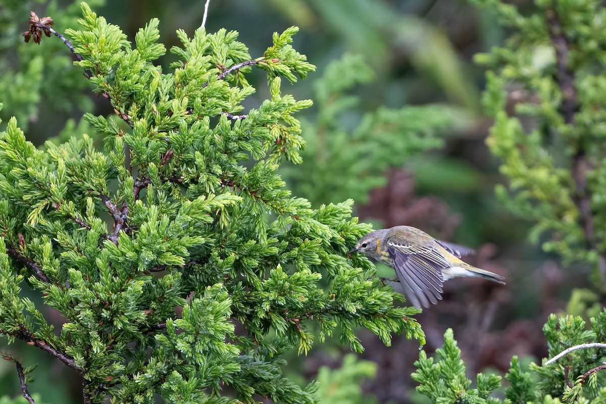 Cape May Warbler - ML644204072
