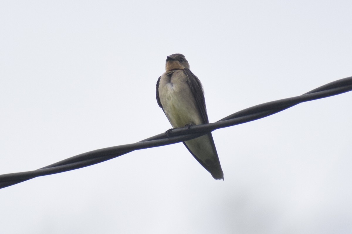 Golondrina Gorjirrufa - ML644204075