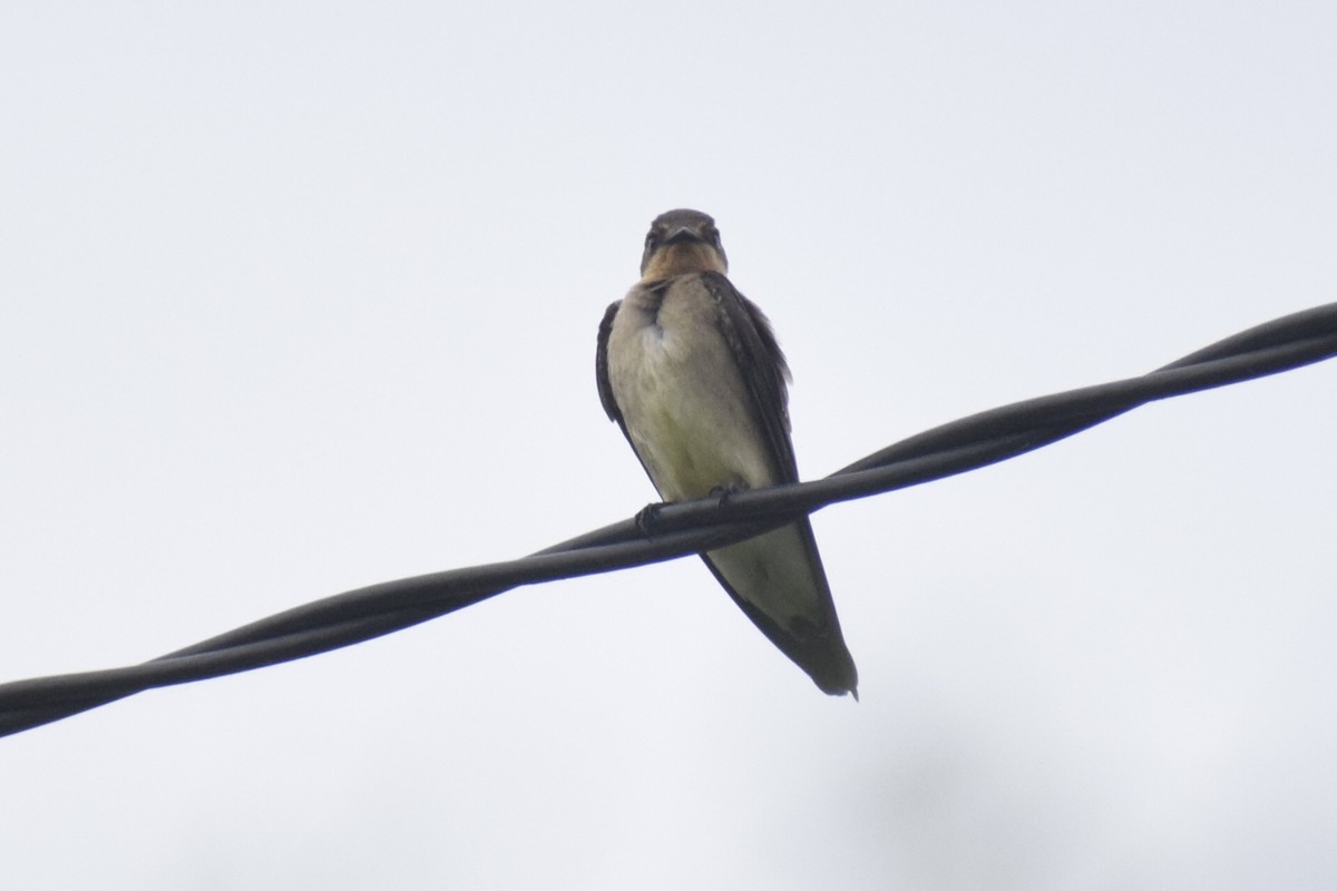 Golondrina Gorjirrufa - ML644204076