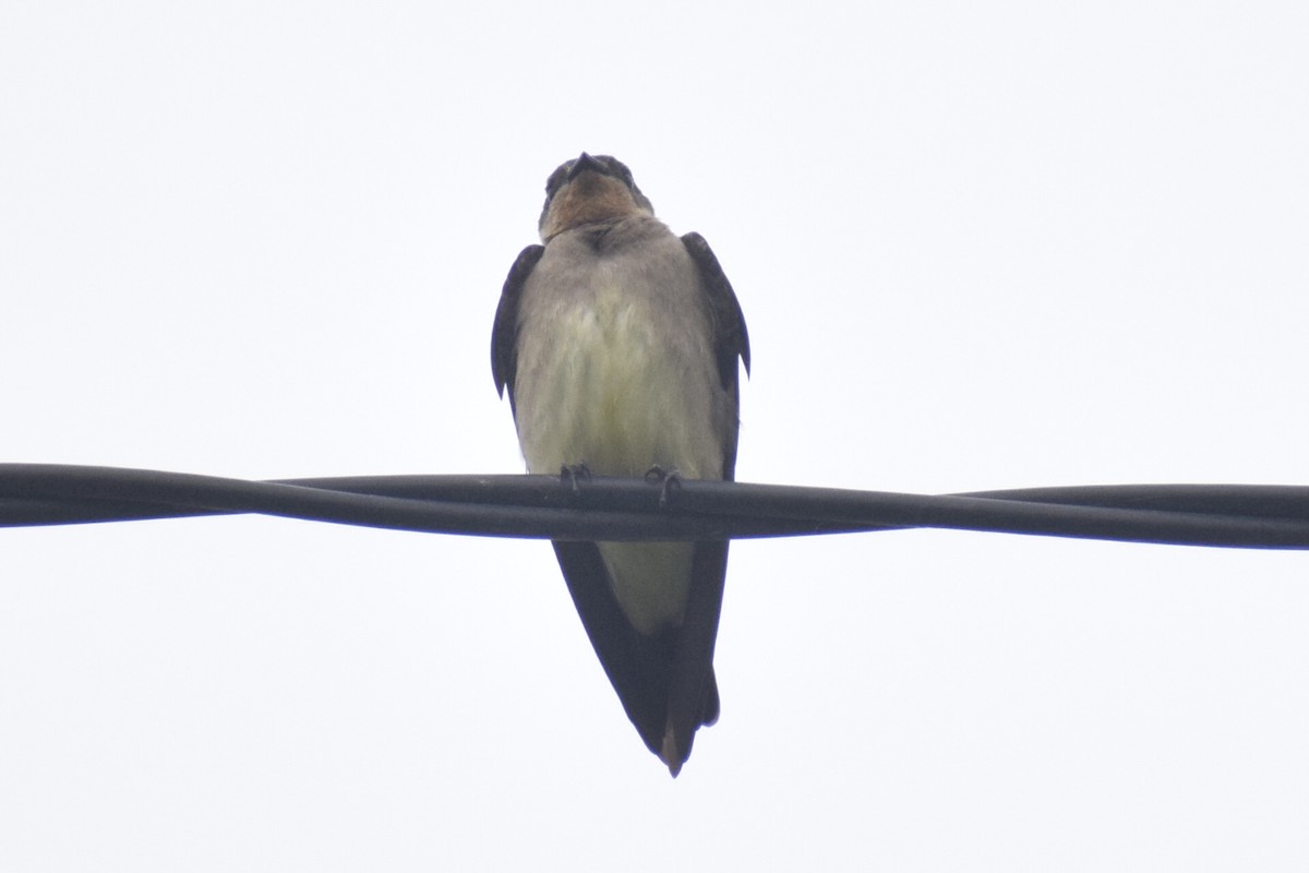 Golondrina Gorjirrufa - ML644204077