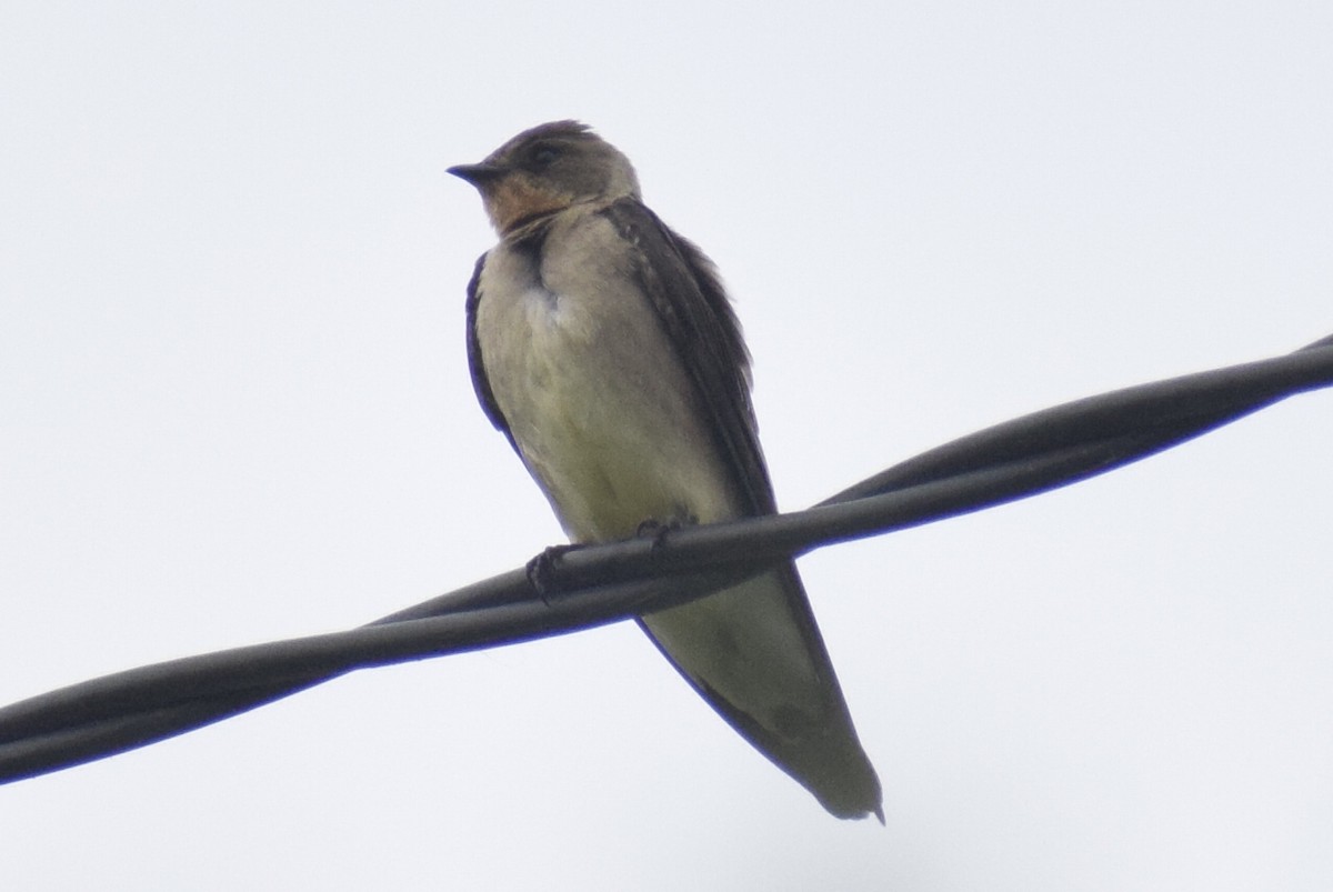 Golondrina Gorjirrufa - ML644204078