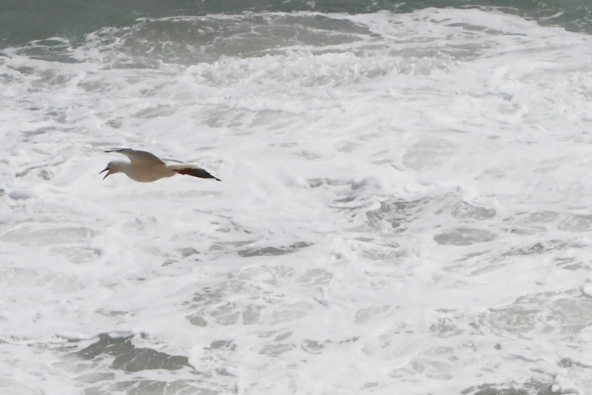 Mouette argentée - ML644204084