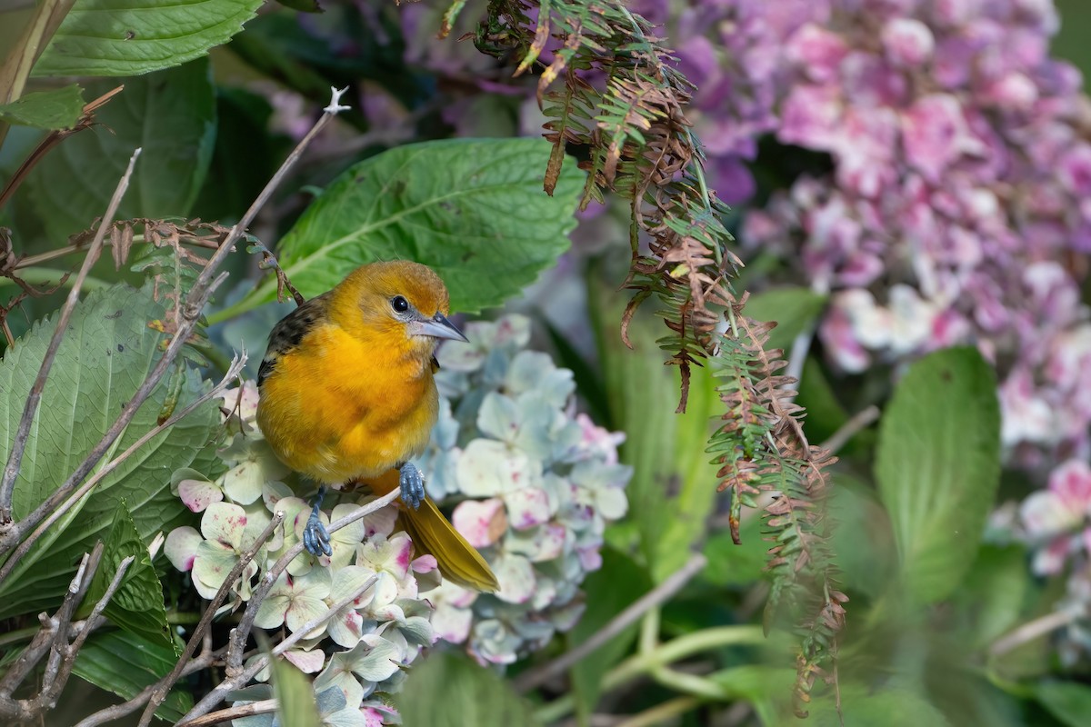 Baltimore Oriole - ML644204096