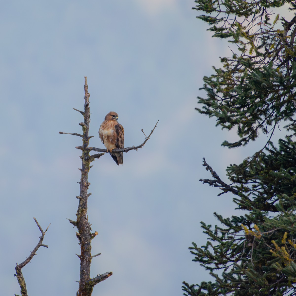 Himalayan Buzzard - ML644204097