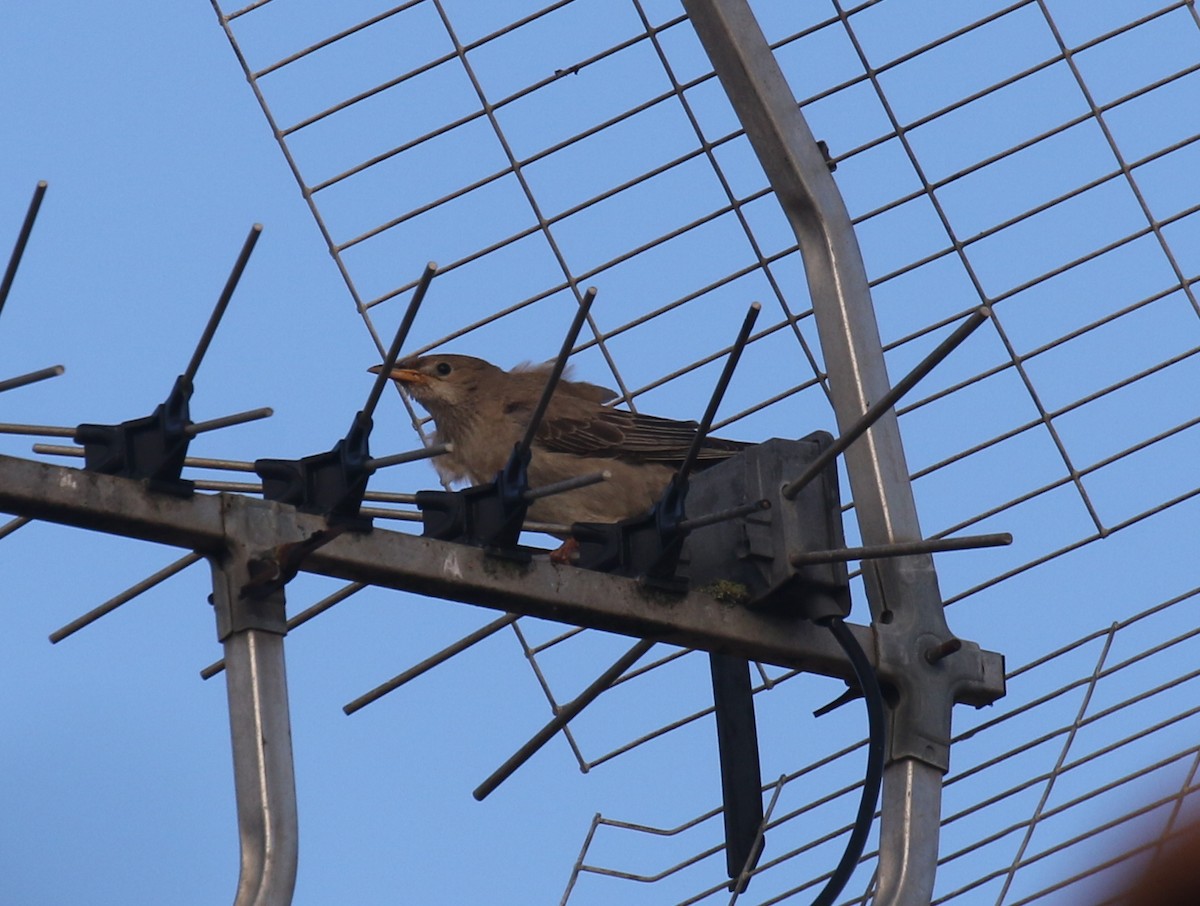 Rosy Starling - ML644204100