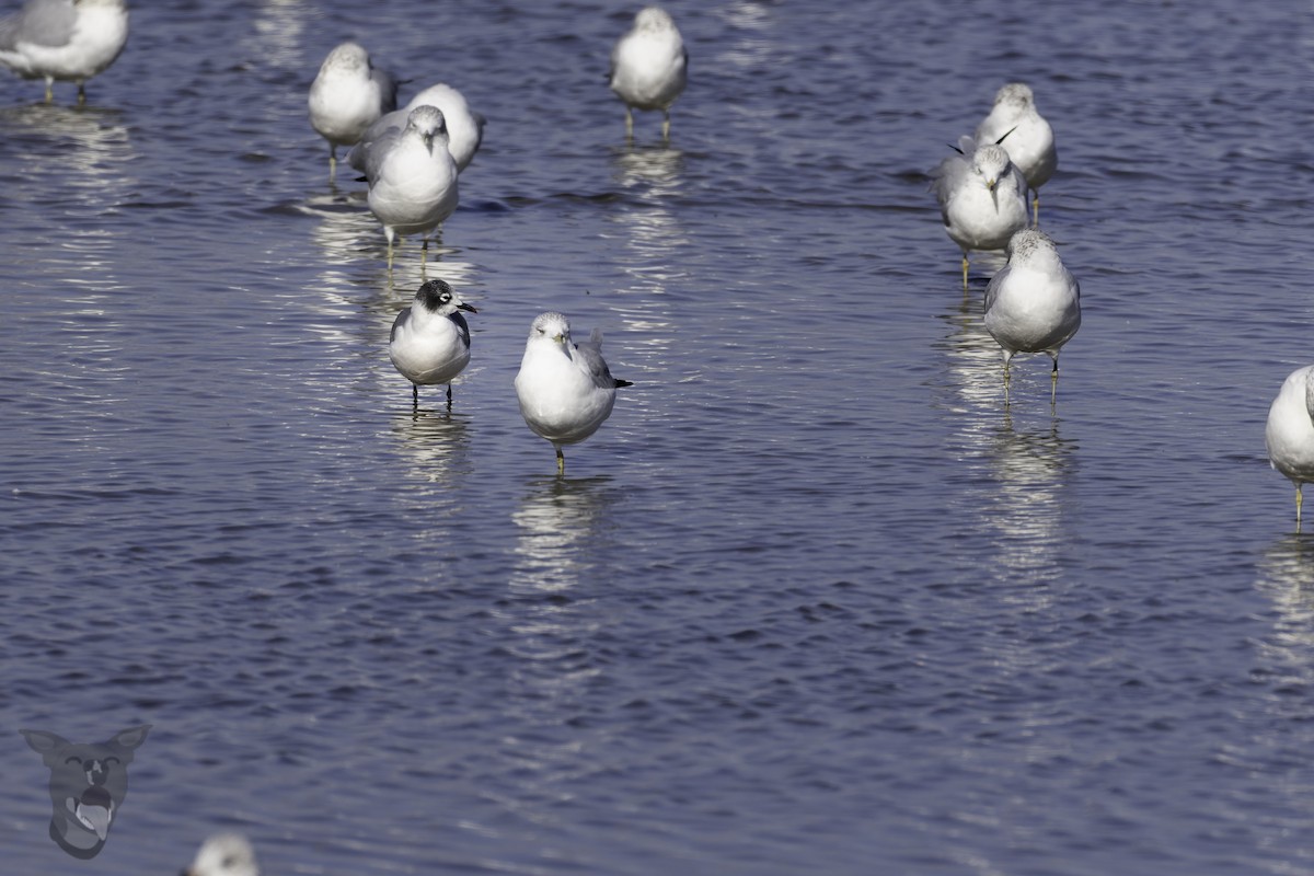 Franklin's Gull - ML644204103