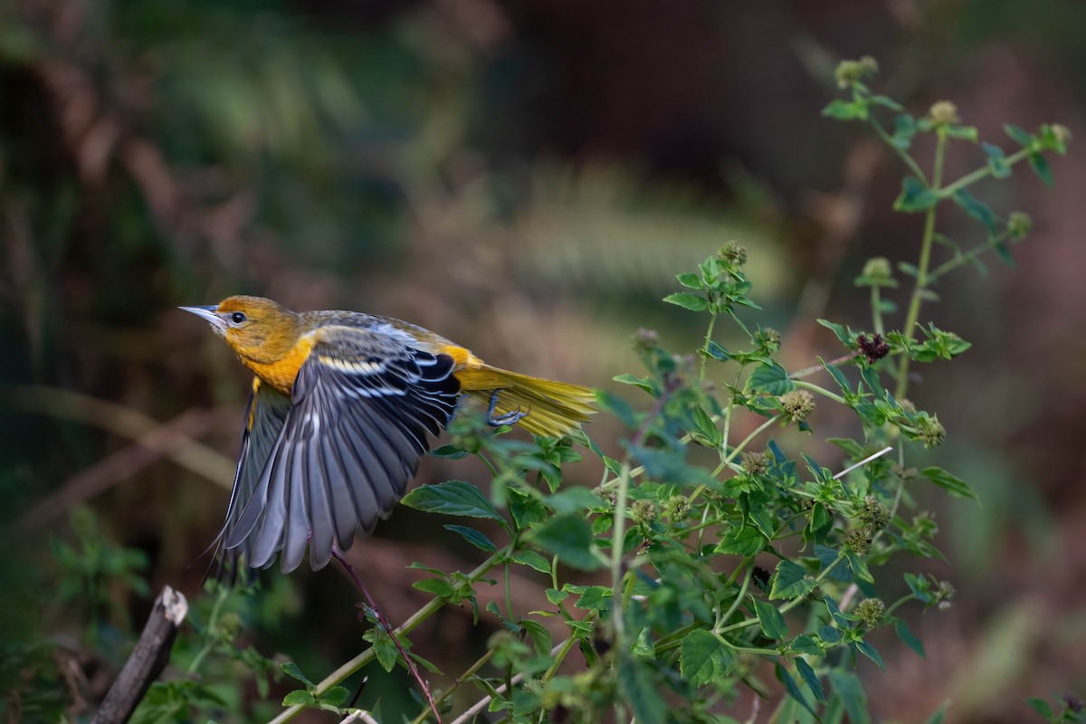 Baltimore Oriole - ML644204106