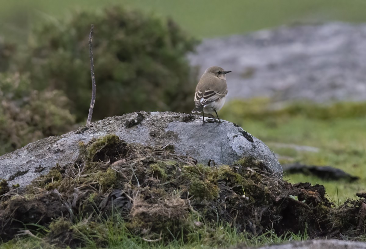 Northern Wheatear - ML644204108