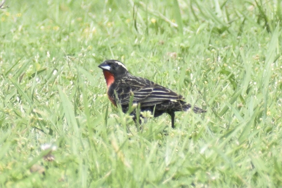 White-browed Meadowlark - ML644204109