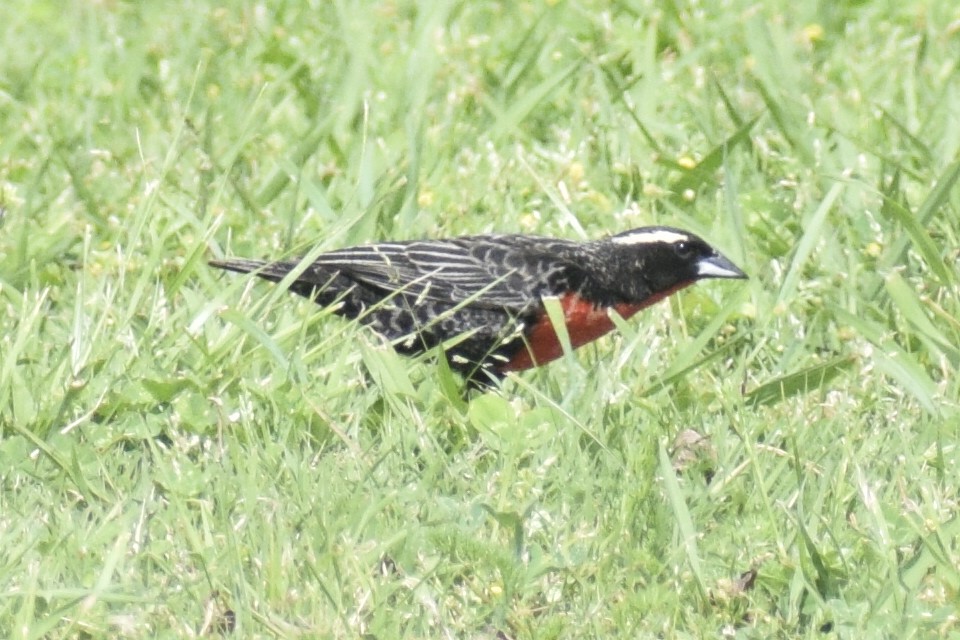 White-browed Meadowlark - ML644204110