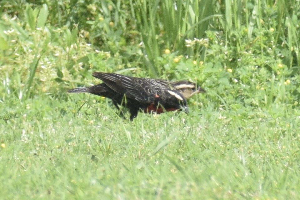 White-browed Meadowlark - ML644204112