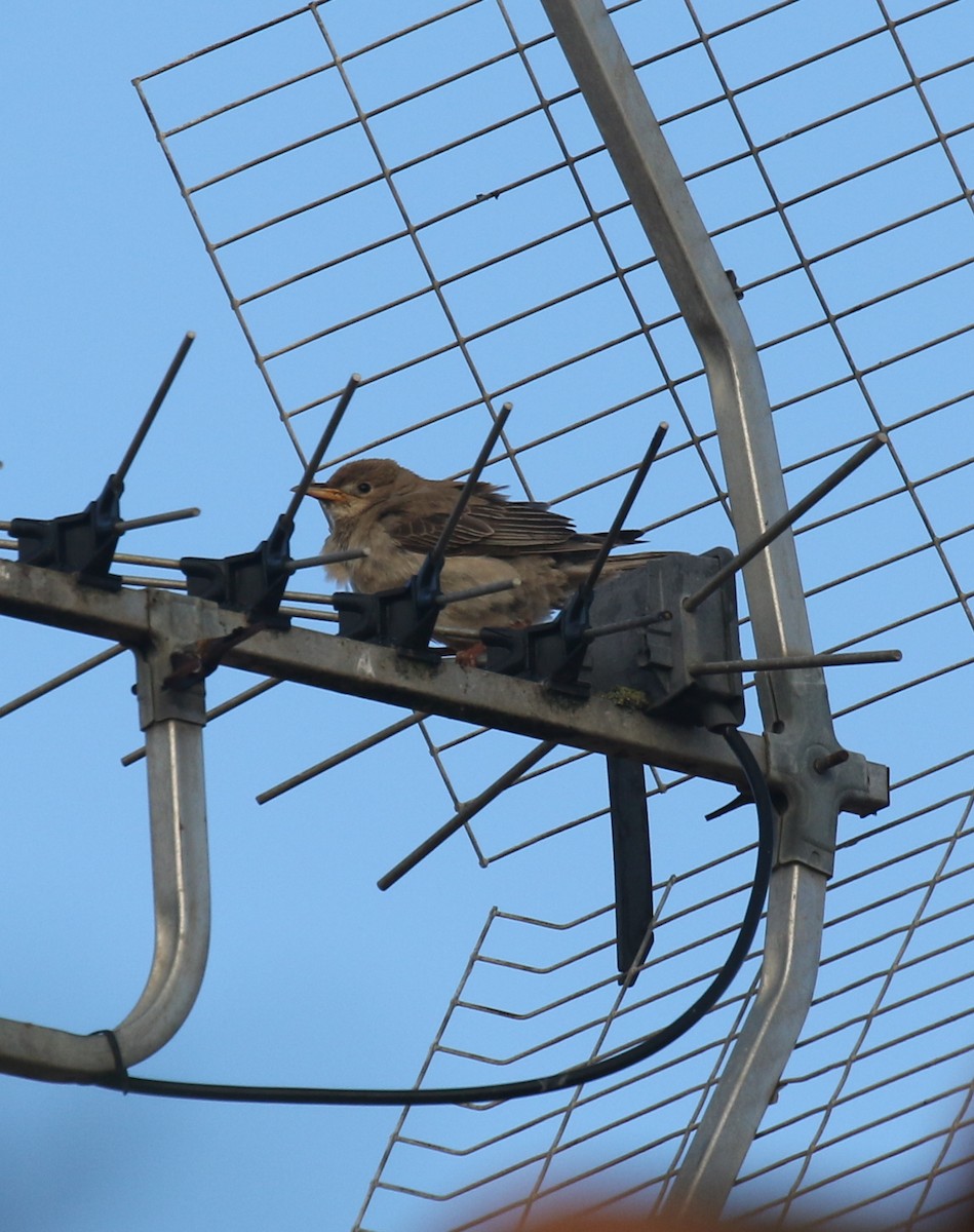 Rosy Starling - ML644204113