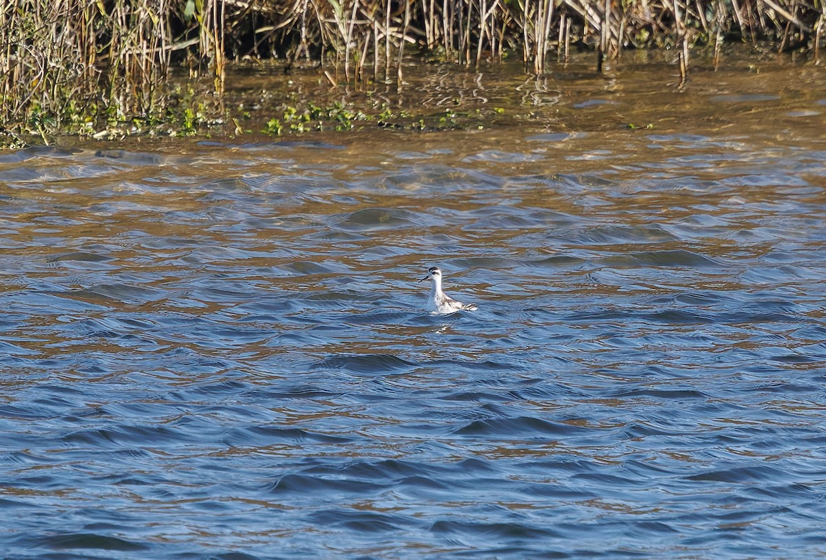 Нарийн сэлээхэй - ML644204114