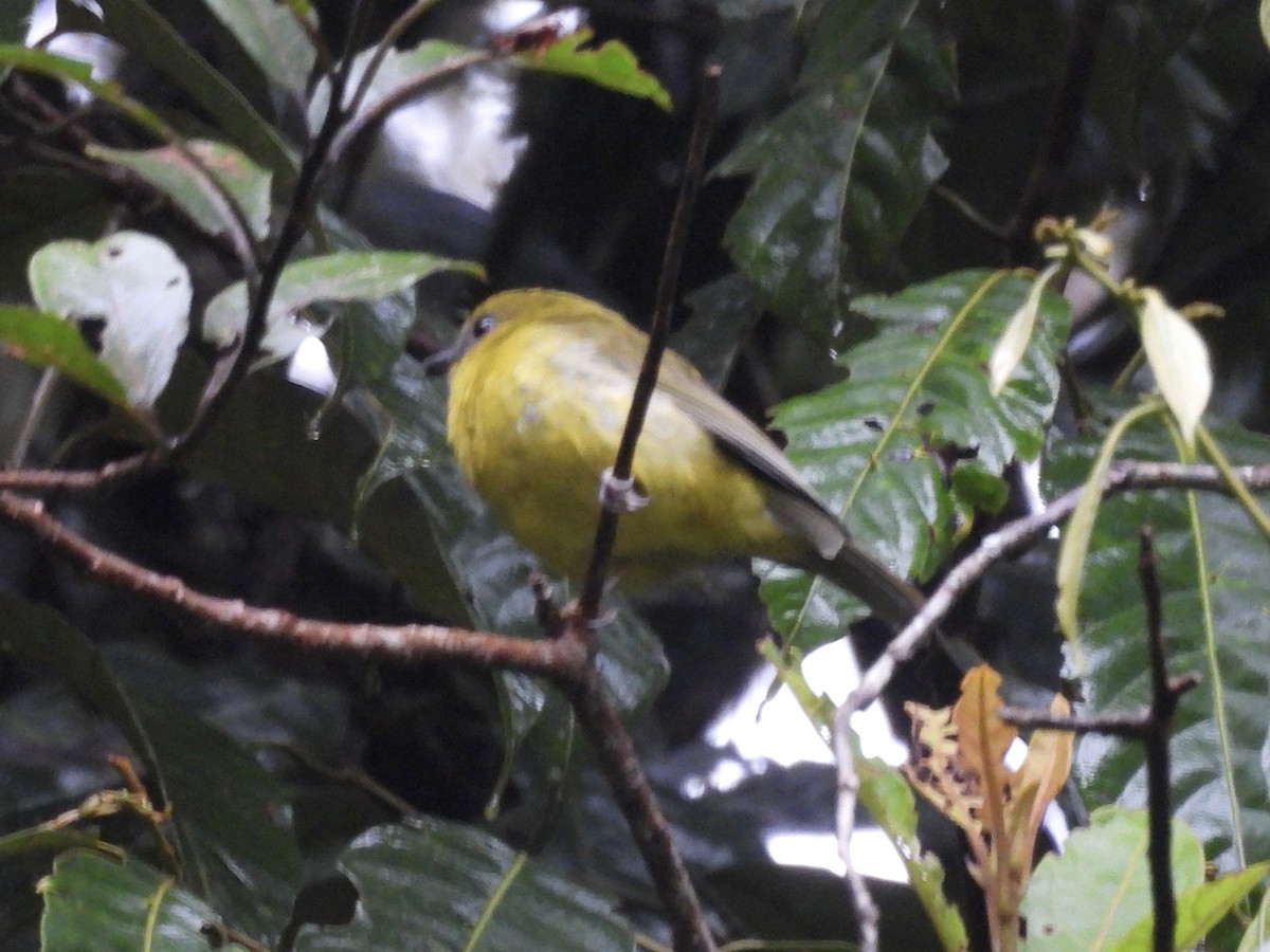 Bornean Whistler - ML644204118