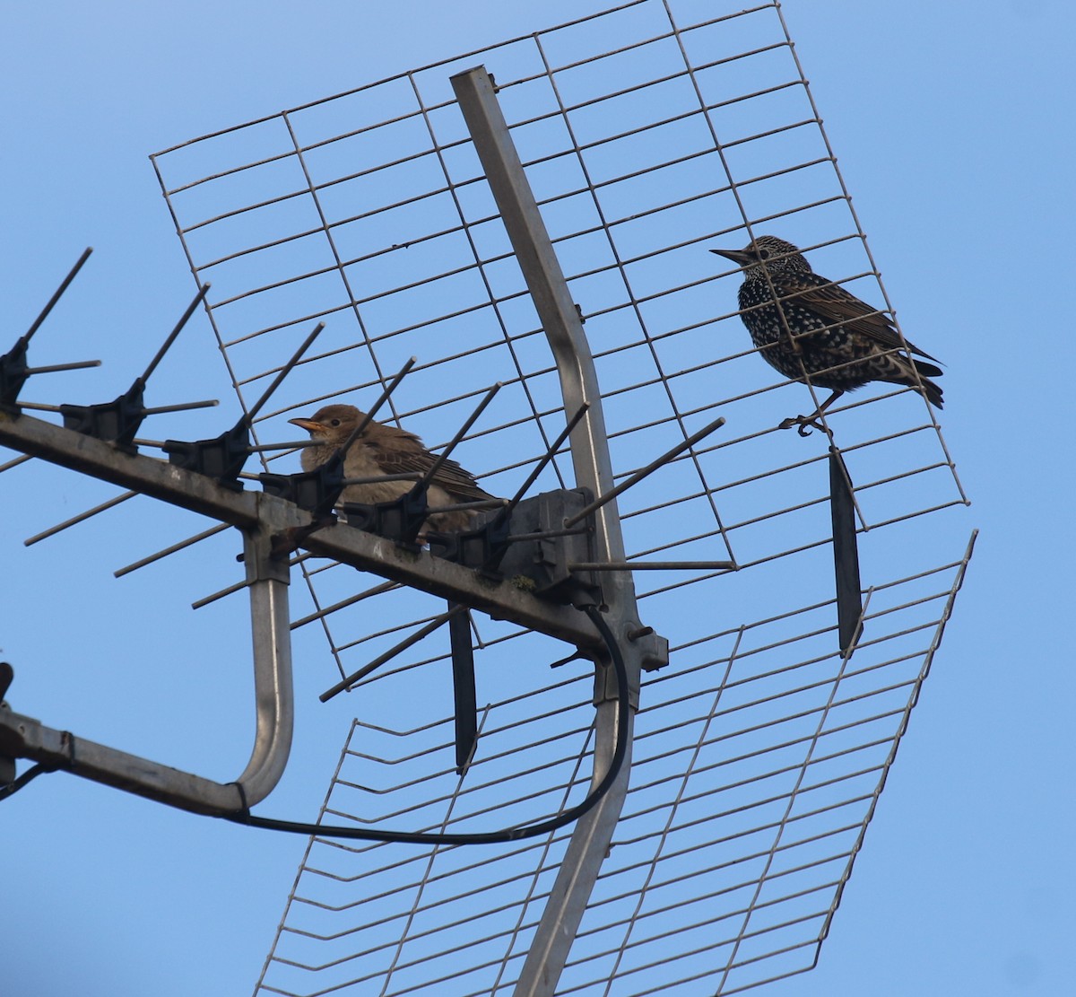 Rosy Starling - ML644204124