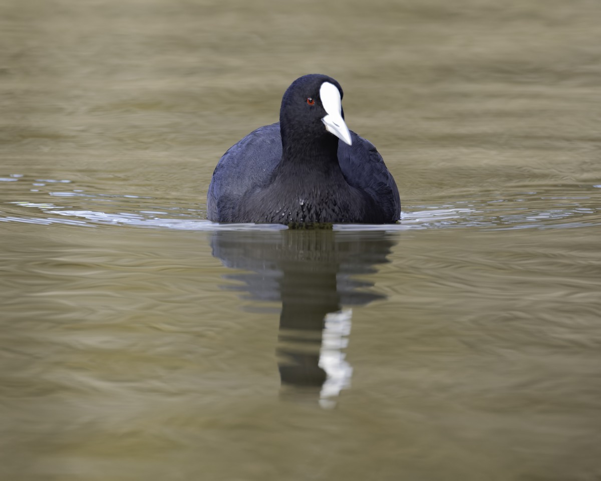 Foulque macroule - ML644204125