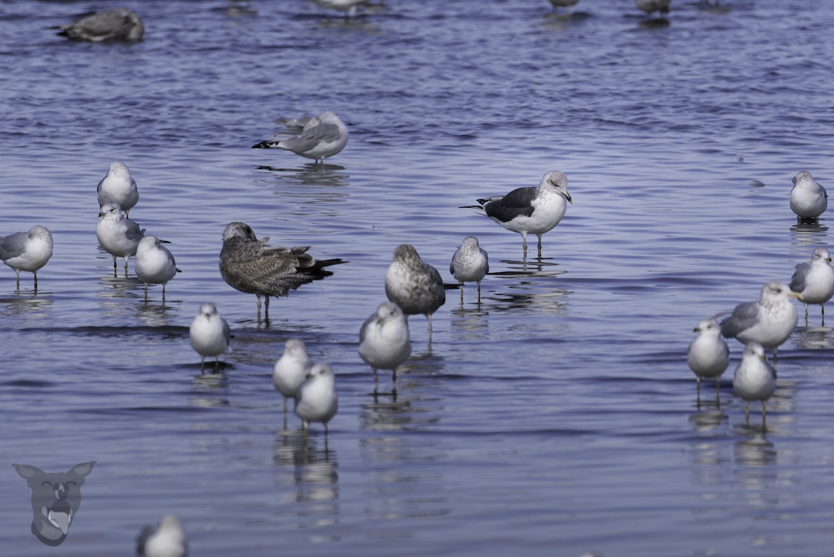 Lesser Black-backed Gull - ML644204127