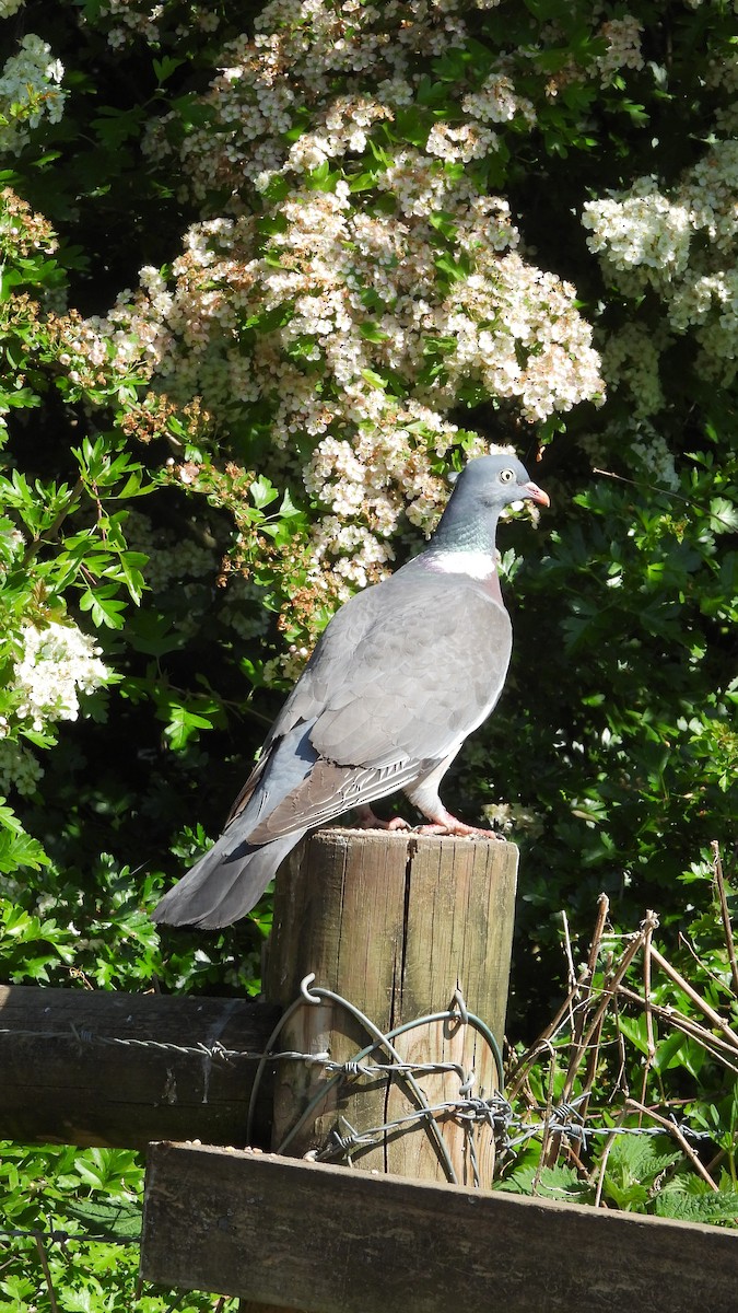 Tahtalı - ML644204128