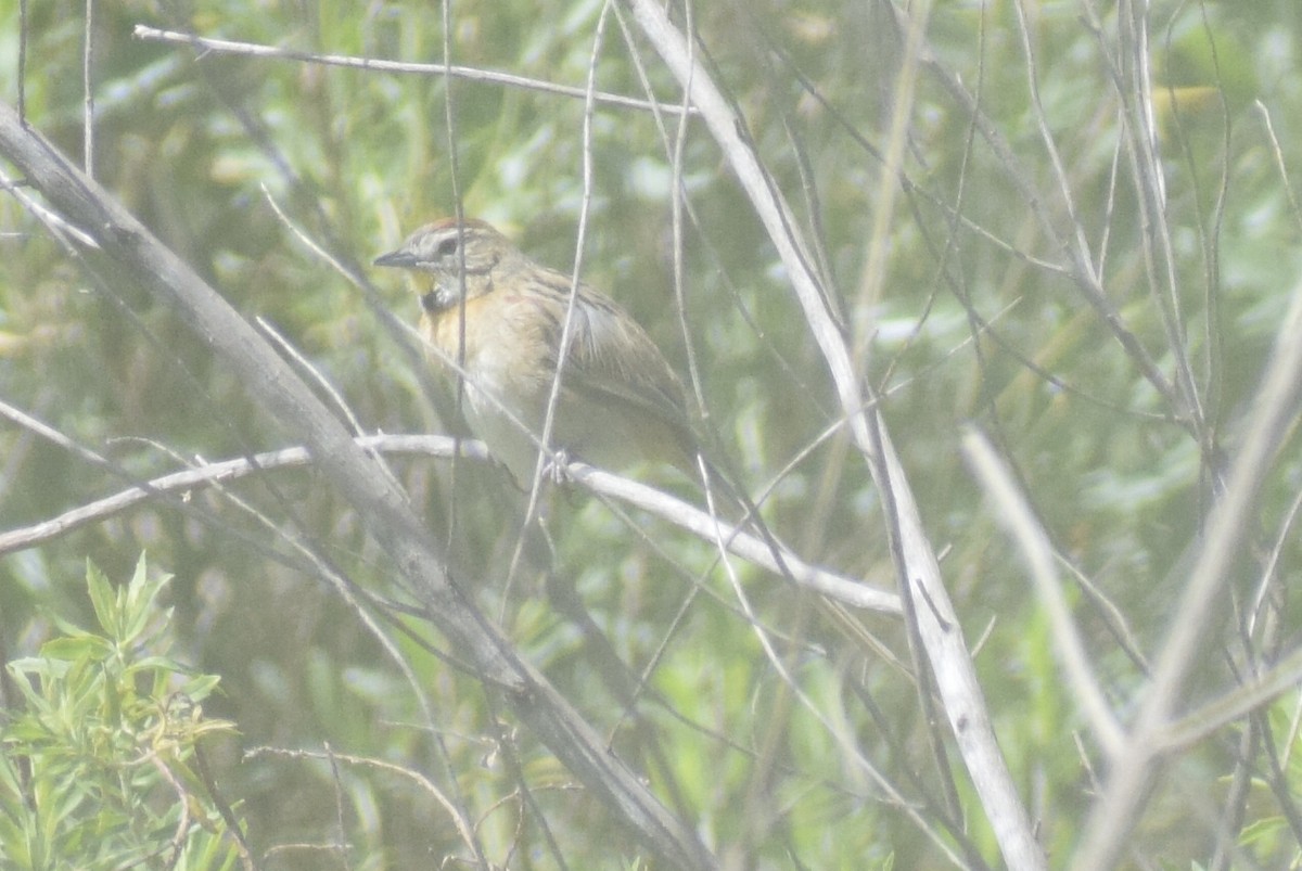 Chotoy Spinetail - ML644204135