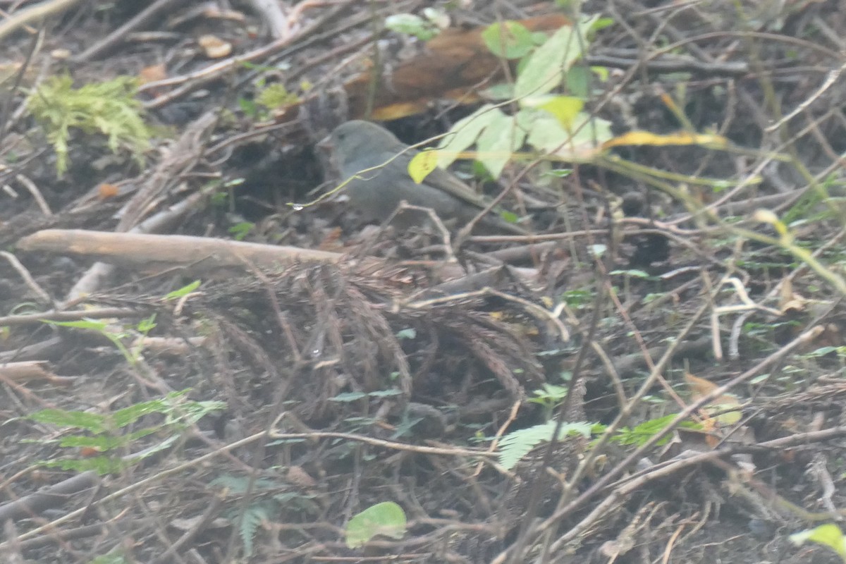 Gray Bunting - ML644204139