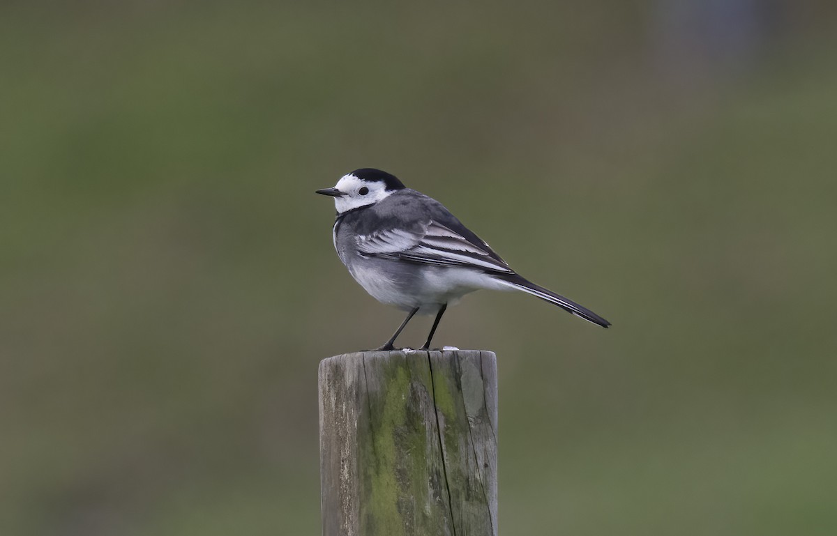 White Wagtail (British) - ML644204148
