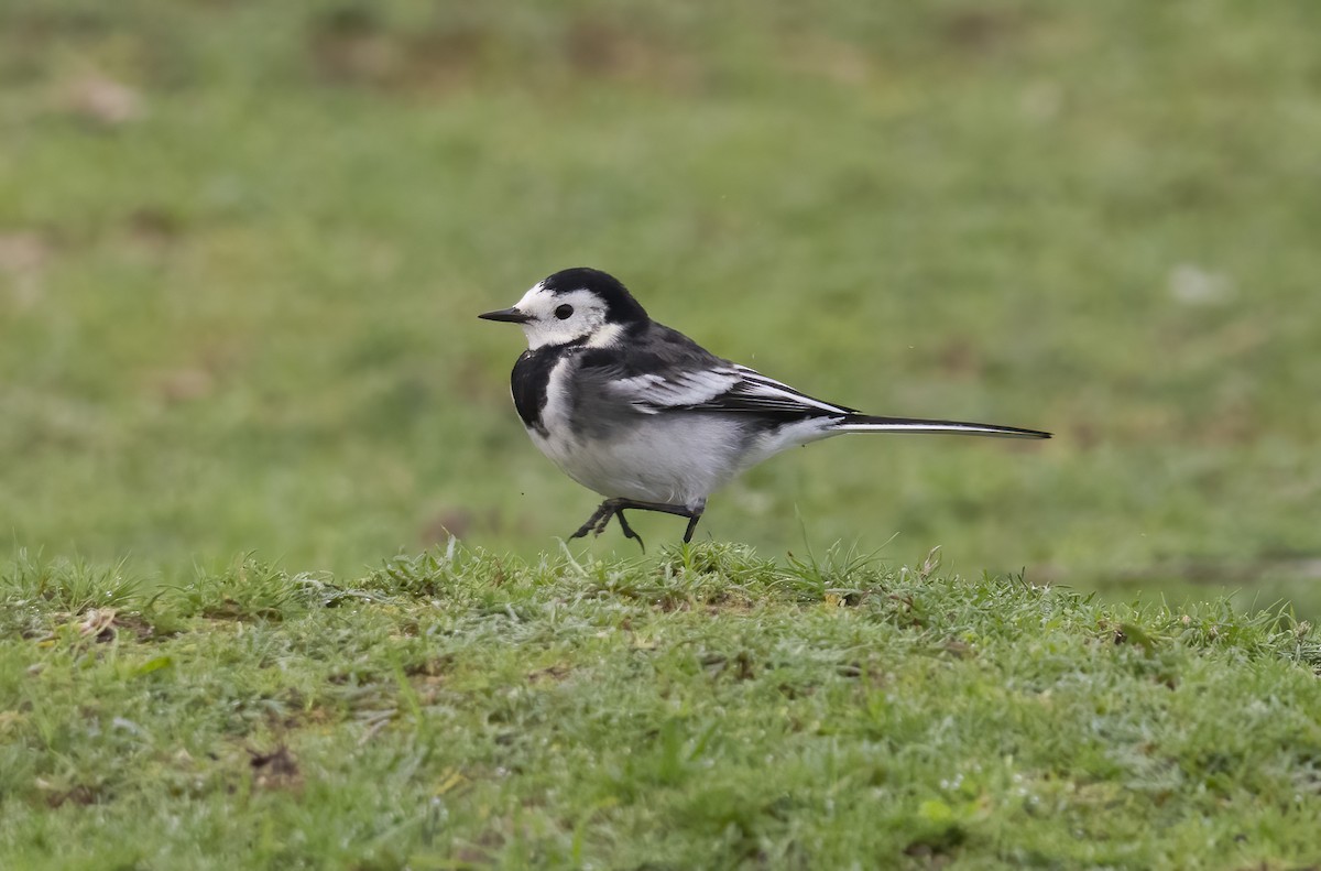 White Wagtail (British) - ML644204149