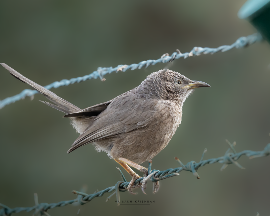 Arabian Babbler - ML644204167