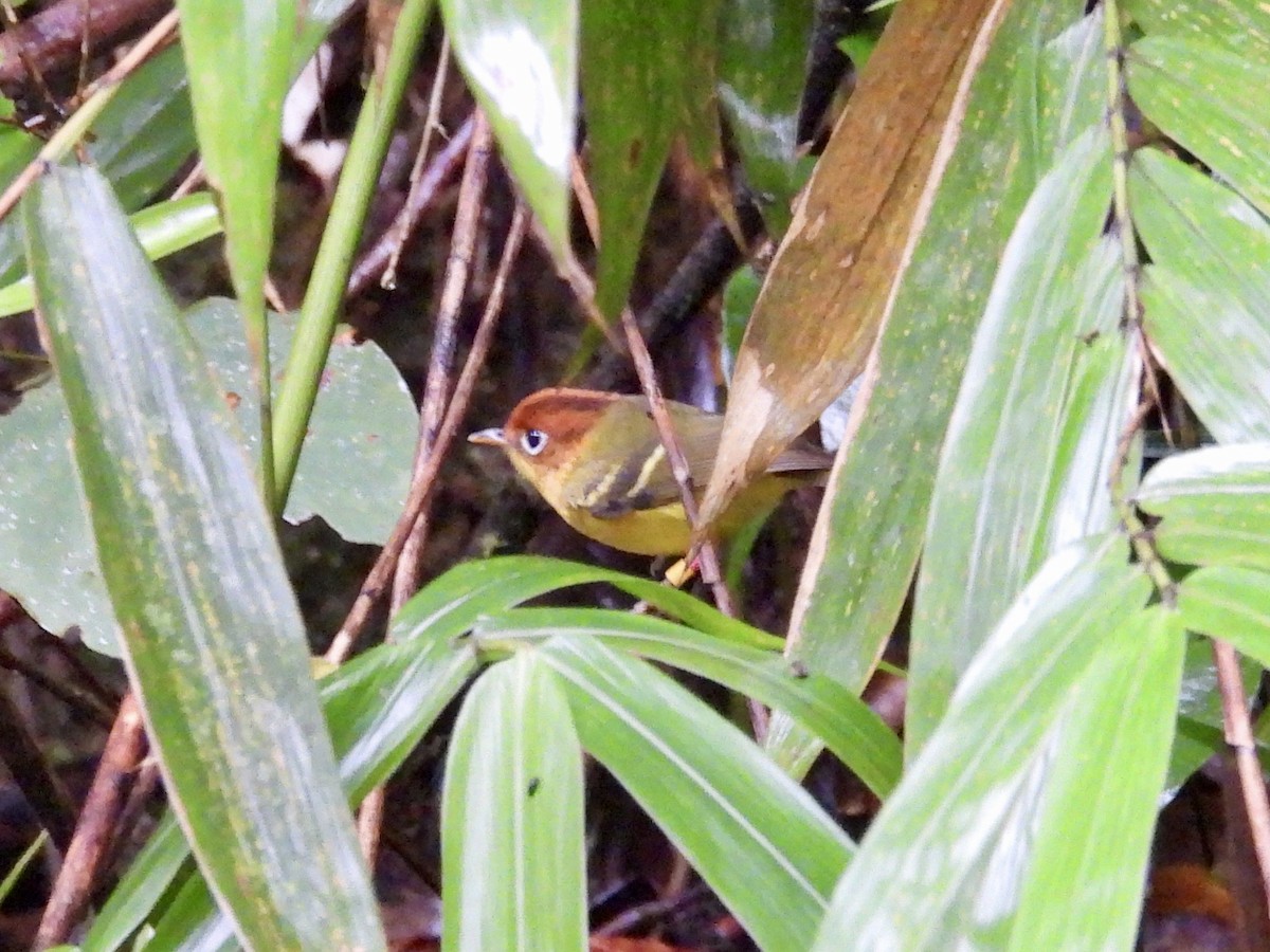 Скриточуб жовтогрудий - ML644204168