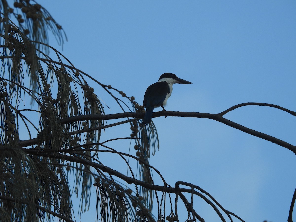Torresian Kingfisher - ML644204169