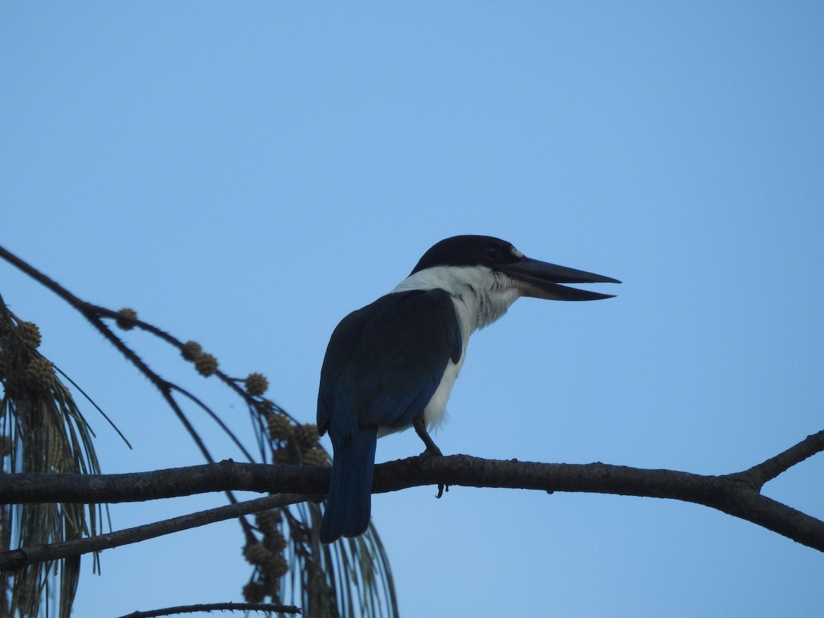 Torresian Kingfisher - ML644204170